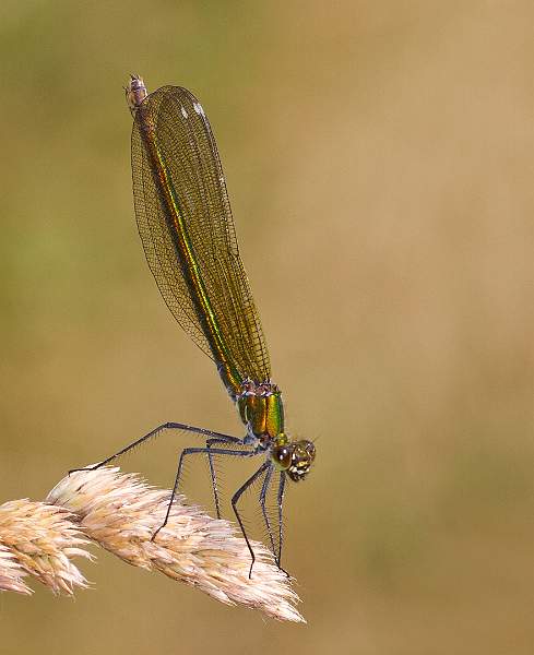Female banded demoiselle - Charles Whitfield-King.jpg
